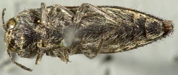 Media type: image;   Entomology 2734 Aspect: habitus ventral view